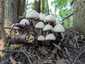 Fehér porhanyósgomba (Psathyrella candolleana), Budai-hegység